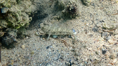 Gobius niger