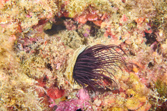 Cerianthus membranaceus