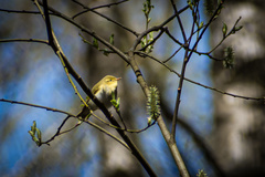 Phylloscopus sibilatrix