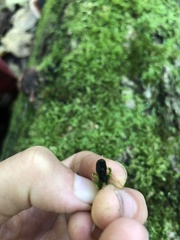 Holwaya mucida