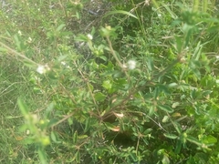 Croton glandulosus septentrionalis