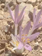 Colchicum tunicatum