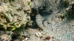Gobius niger
