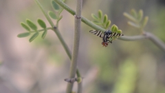 Pterotaenia fasciata