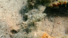 Gobius niger