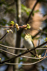Phylloscopus sibilatrix