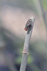 Pterotaenia fasciata