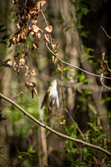 Phylloscopus sibilatrix