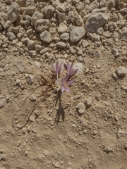 Colchicum tunicatum