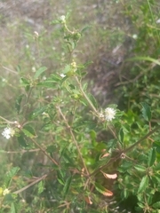 Croton glandulosus septentrionalis