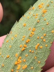 Coleosporium