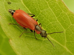 Anthocomus rufus