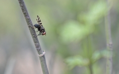 Pterotaenia fasciata