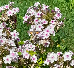 Macroglossum stellatarum