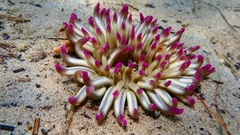 Condylactis aurantiaca
