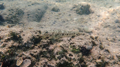 Gobius niger