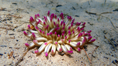 Condylactis aurantiaca