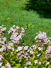 Macroglossum stellatarum