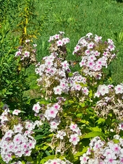 Macroglossum stellatarum