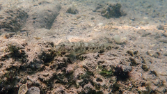 Gobius niger