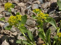 Lepidium flavum