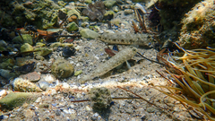 Gobius niger