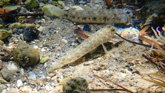 Gobius niger