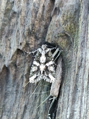 Dryobotodes tenebrosa