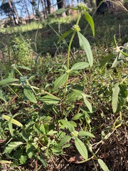 Spermacoce verticillata