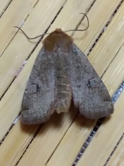 Conistra erythrocephala