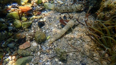 Gobius niger