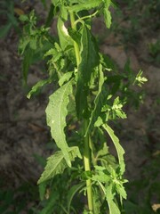 Dysphania ambrosioides