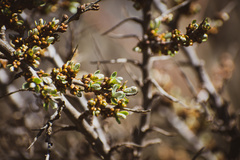 Hippophae rhamnoides