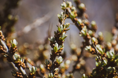 Hippophae rhamnoides