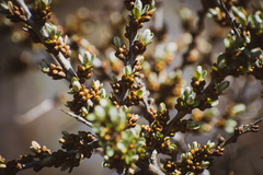 Hippophae rhamnoides