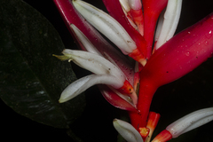 Heliconia angusta