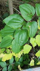 Smilax