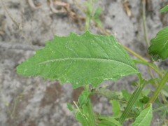 Dysphania ambrosioides