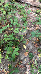 Sanicula canadensis