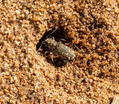 Cicindela hirticollis
