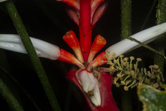 Heliconia angusta