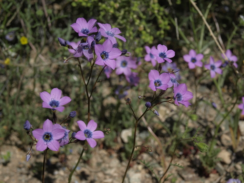Gilia cana ssp. triceps