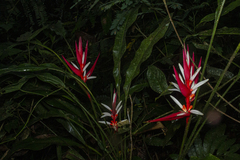 Heliconia angusta