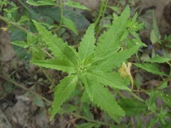 Dysphania ambrosioides