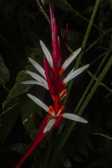 Heliconia angusta
