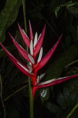 Heliconia angusta