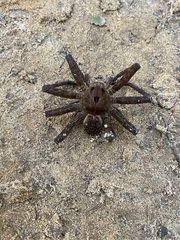 Dolomedes vittatus