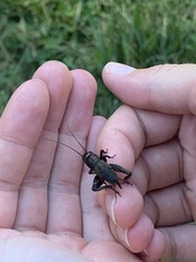 Gryllus veletis
