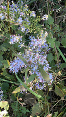 Symphyotrichum cordifolium