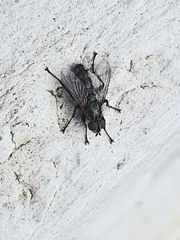 Oestroidea
